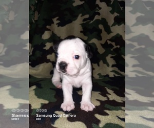 Boston Terrier Puppy for sale in WARSAW, OH, USA