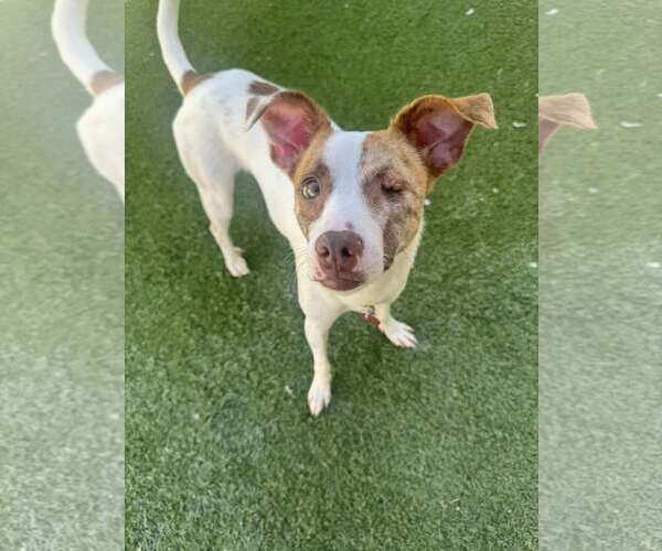 Medium Photo #1 Jack Chi Puppy For Sale in Tempe , AZ, USA