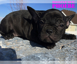 Small Photo #14 French Bulldog Puppy For Sale in CLARKSTON, UT, USA