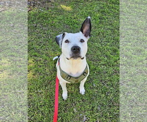 Oreo - Female Mutt Dog for Adoption - Photo #9