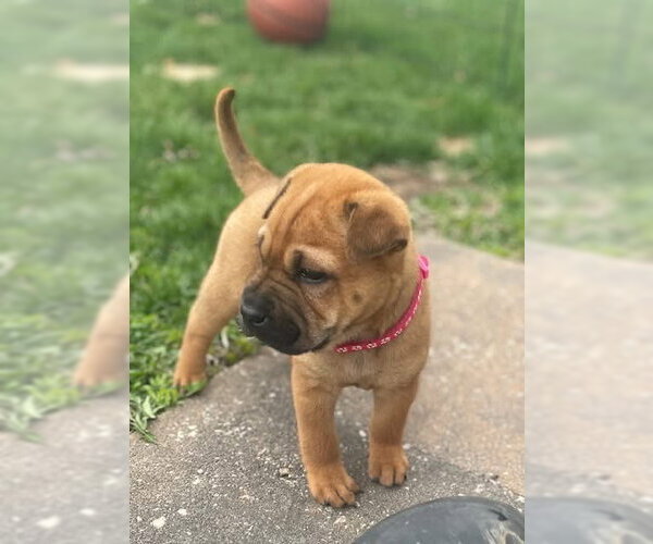 Medium Photo #3 Mutt Puppy For Sale in New London, WI, USA