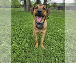Small #3 Shepradors