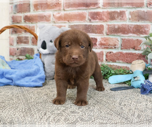 Labrador Retriever Puppy for sale in SYRACUSE, IN, USA