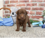 Image preview for Ad Listing. Nickname: Lennox