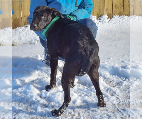 Medium Photo #11 Boxer-Unknown Mix Puppy For Sale in Huntley, IL, USA