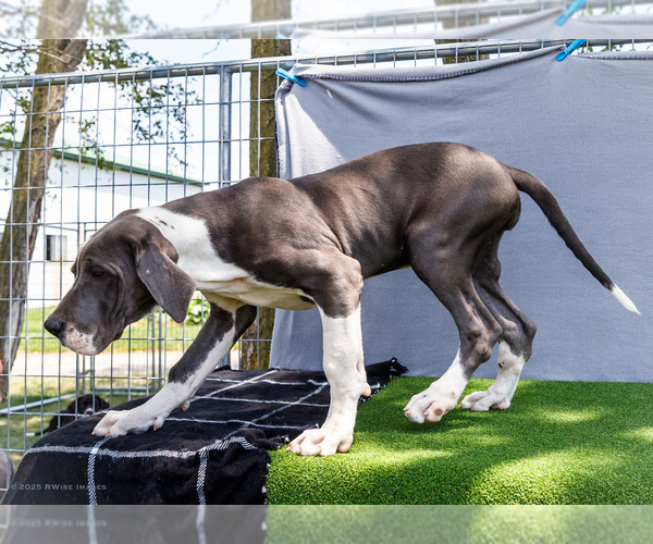 Medium Photo #6 Great Dane Puppy For Sale in WAKARUSA, IN, USA