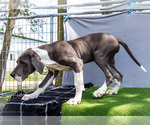 Small Photo #6 Great Dane Puppy For Sale in WAKARUSA, IN, USA