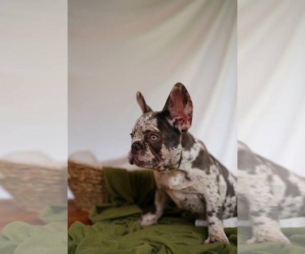 Medium Photo #4 French Bulldog Puppy For Sale in SUWANEE, GA, USA