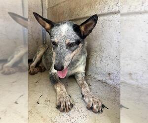 Mutt Dogs for adoption in Oklahoma City, OK, USA