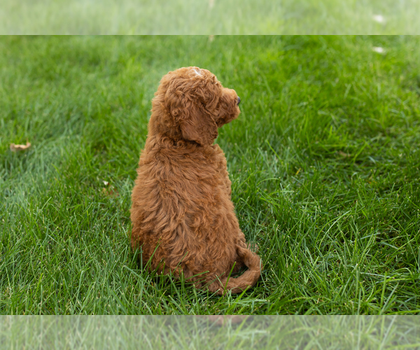 Medium Photo #30 Goldendoodle-Poodle (Miniature) Mix Puppy For Sale in NAPPANEE, IN, USA