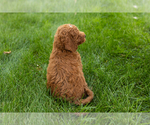 Small #29 Goldendoodle-Poodle (Miniature) Mix