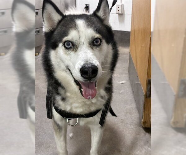 Medium Photo #1 Siberian Husky Puppy For Sale in Forestville, MD, USA