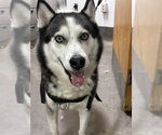 Small Siberian Husky