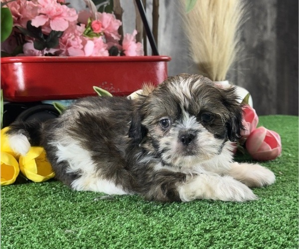 Medium Photo #2 Shih Tzu Puppy For Sale in CANOGA, NY, USA