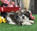 Small #1 Shih Tzu