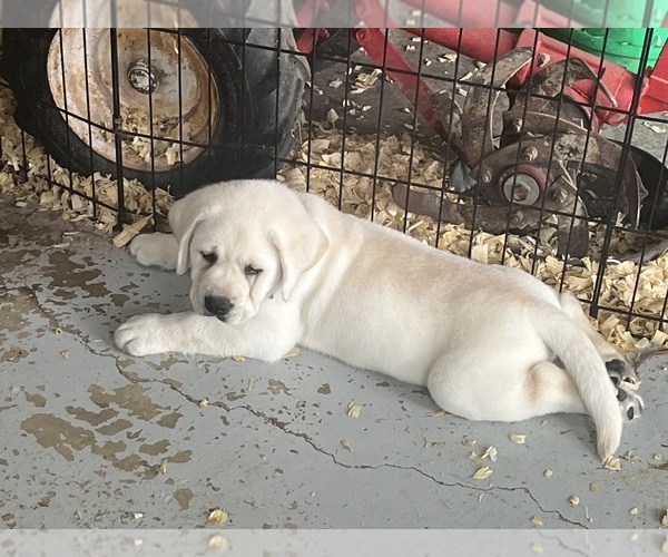 Medium Photo #10 Labrador Retriever Puppy For Sale in BLANCHESTER, OH, USA