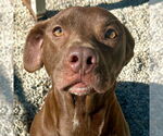 Small American Pit Bull Terrier Mix
