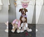Small #3 Mutt