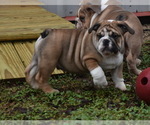 Small Photo #6 Bulldog Puppy For Sale in ASH FLAT, AR, USA