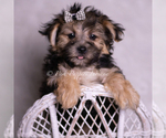 Small #5 Morkie