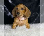 Puppy Coral ACA Dachshund