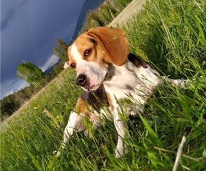Mother of the Beagle puppies born on 08/09/2025