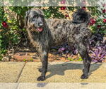 Small #5 Retriever  Mix