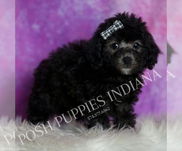Medium Photo #121 Poodle (Toy) Puppy For Sale in WARSAW, IN, USA