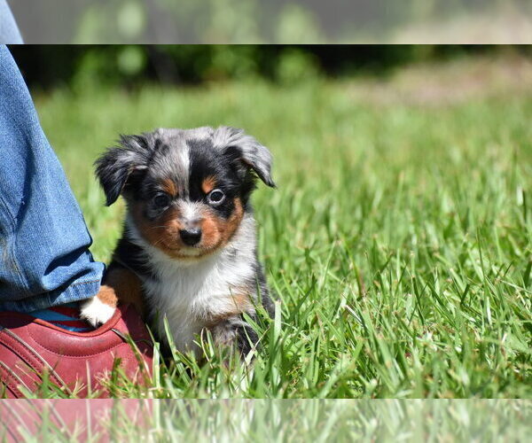 Medium Photo #9 Miniature Australian Shepherd Puppy For Sale in PALM COAST, FL, USA