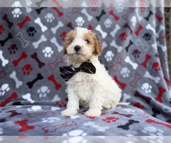Medium Photo #5 Cavapoo (Miniature) Puppy For Sale in LAKELAND, FL, USA