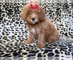 Small #8 Cavapoo (Miniature)