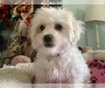 Small Photo #4 Zuchon Puppy For Sale in RENO, NV, USA