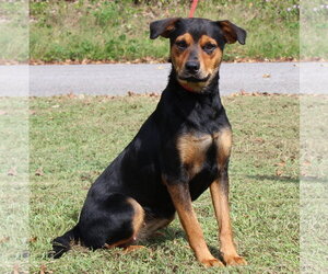 Rottweiler-Unknown Mix Dogs for adoption in Prattville, AL, USA