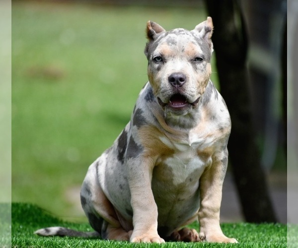 Medium Photo #12 American Bully Puppy For Sale in CLEVELAND, GA, USA