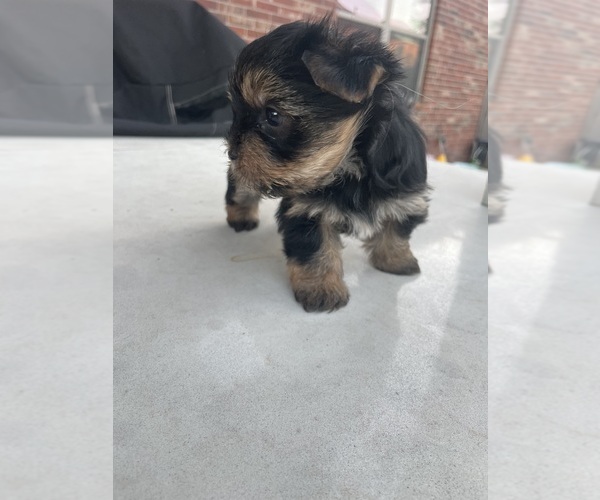 Medium Photo #17 Yorkshire Terrier Puppy For Sale in RICHMOND, TX, USA