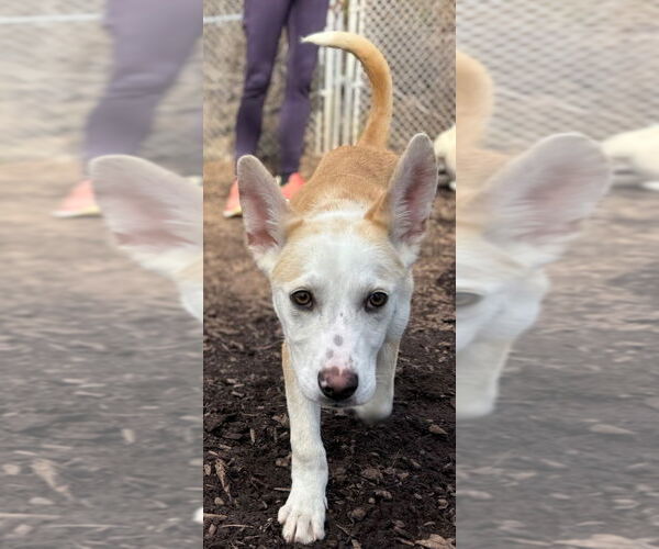 Medium Photo #2 Carolina Dog-Huskies  Mix Puppy For Sale in Lawrenceville, NJ, USA