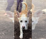Small #1 Carolina Dog-Huskies  Mix