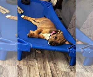 Widget - Female Mutt Dog for Adoption - Photo #3