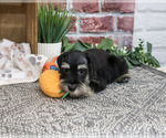 Small #4 Schnauzer (Miniature)