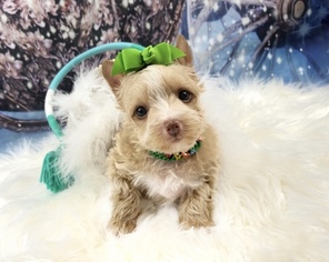 Yorkshire Terrier Puppy for sale in ADAMSVILLE, TN, USA