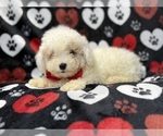Hex - Male Bichpoo Puppy for Sale - Photo #8