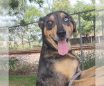 Small #1 Catahoula Leopard Dog Mix