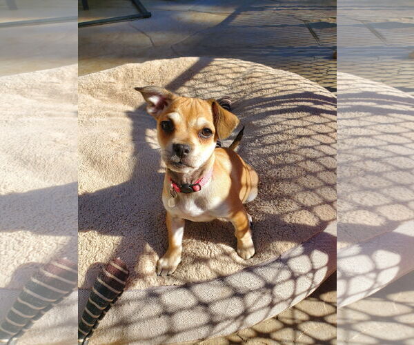 Medium Photo #5 Daug Puppy For Sale in Escondido, CA, USA