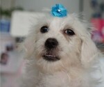 Image preview for Ad Listing. Nickname: Smiley