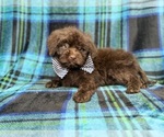 Bentley - Male ShihPoo Puppy for Sale - Photo #7