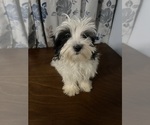 Small #2 Havanese