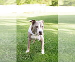 Small #4 Mutt