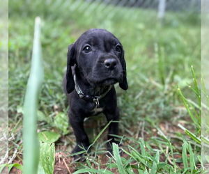 Great Dane-Redbone Coonhound Mix Dogs for adoption in Forest, VA, USA