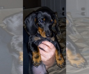 Dachshund Puppy for Sale in CAPE CORAL, Florida USA