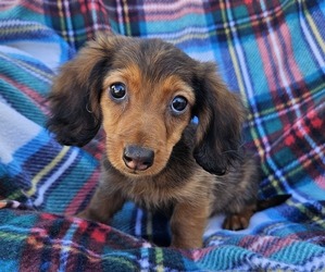 Chiweenie Puppy for sale in WALSH, IL, USA